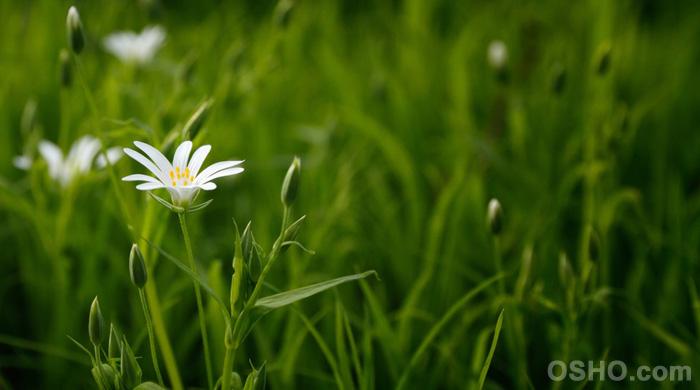 THE SIMPLICITY OF MEDITATION